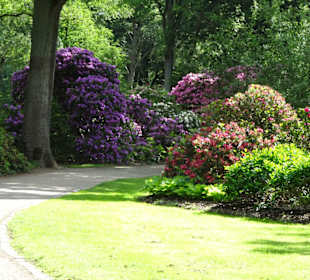 Hauptblüte im Rhododendronpark Bremen