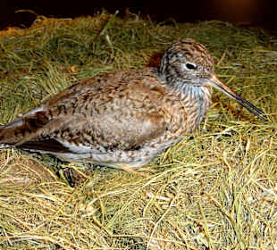 Ausstellung Marsch und Küste