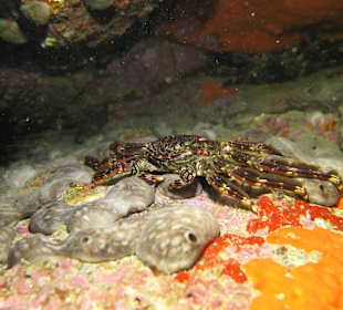 Foto-Tauchen auf Teneriffa mit Martin Majewski