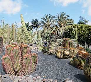 Kaktusowy ogród