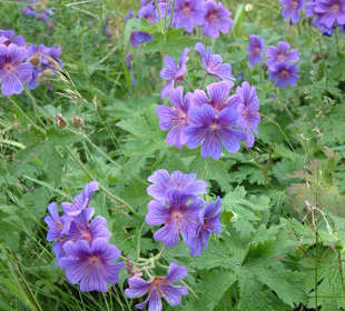 Convento Lintulan Luostari