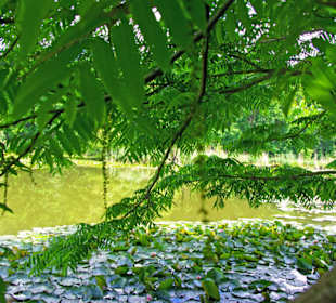Direkt am Teich Holzweg
