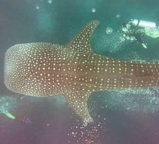 Whaleshark