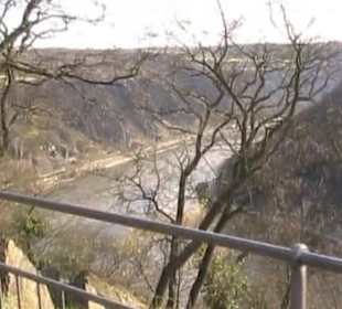 Loreley