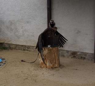 Greifvogel-Gehege
