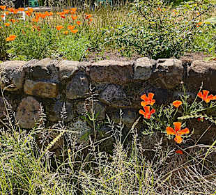 Wandern Norddorf auf Amrum