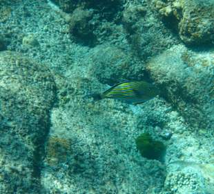 Similian
