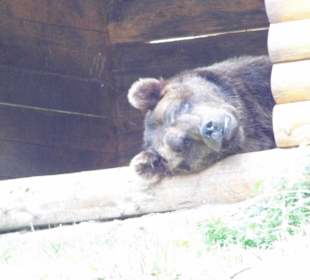 Wildparkimpressionen