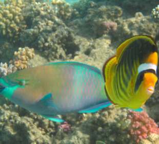 Unterwasserwelt direkt am Strand