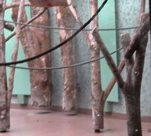 Tierpark Hellabrunn - Welt der Affen