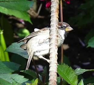 Eindrücke vom Rundgang durch die Gärten
