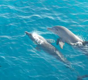 Babydelfin mit Mama