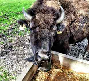 Bison Billy 