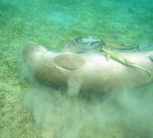 Dugong