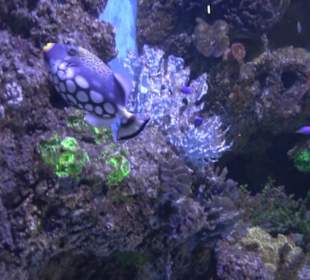 National Aquarium Malta