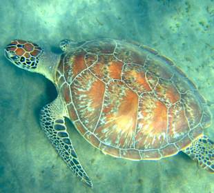 Schöne Schildkröte