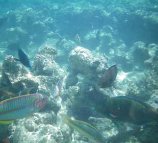 Unterwasser am Hotel Makadi Palace