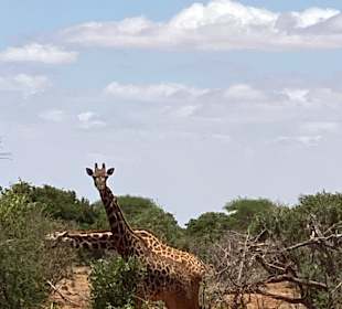 Wildnis Tours and Safaris - Diani Beach