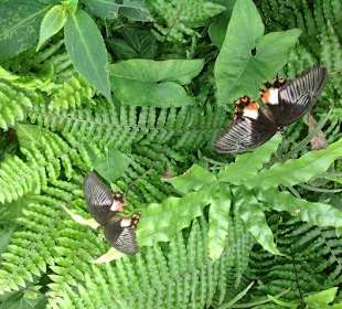 Ebenfalls tolles Muster