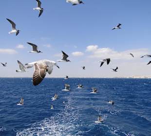 Richtung Giftun Insel