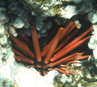 Roter Seeigel/ Prima Life