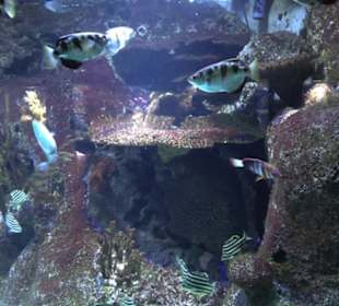 Aquarium