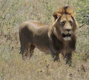 Serengeti Nationalpark