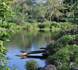 Mzima Springs