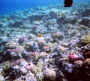 Einmalige Korallenwelt am Strand