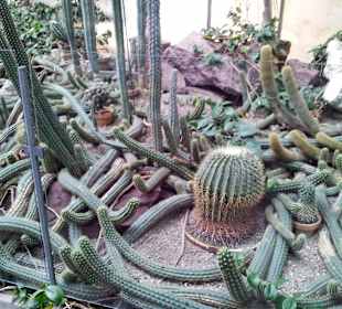 Palmiarnia Poznańska