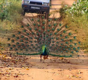 Pfau im Yala Nationalpark