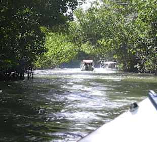 Bootstour Mangrovenwälder