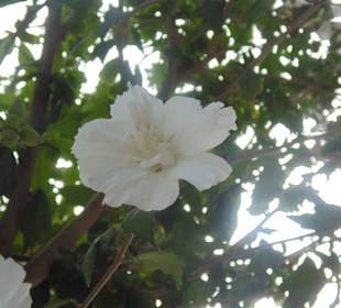 Stare Miasto Rethymno