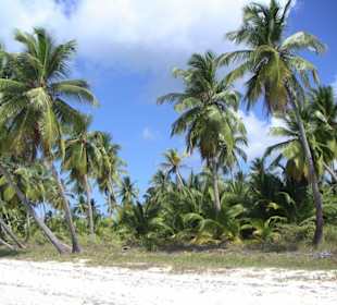 Insel Saona/ direkt am Strand