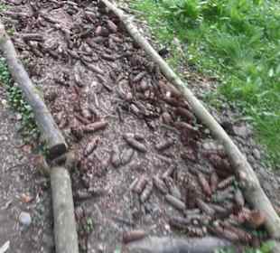 Barfußpfad Firstwald