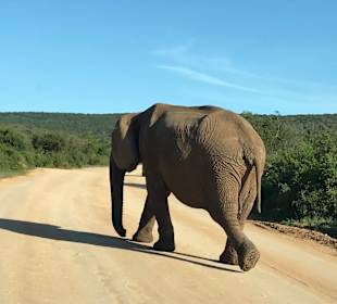 Addo Elephant Park	