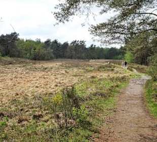 Wanderweg durch die Heide an der Talsperre