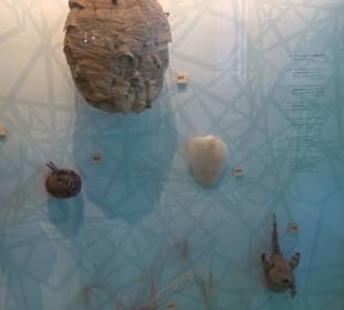 Museum für Naturkunde