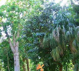 Botanischer Garten Kitchener Island