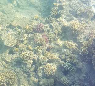 Schnorcheln Makadi Bay