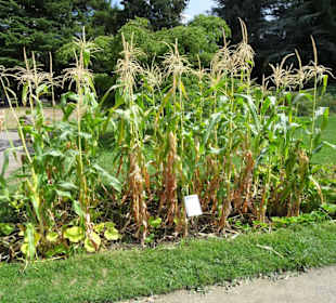 Nutzpflanzen-Abteilung im Botanischen Garten