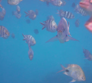 Schnorcheln in der Blue Bay