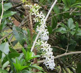 Sir Seewoosagur Ramgoolam Botanical Garden / Pamplemousses B