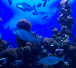 Palma Aquarium