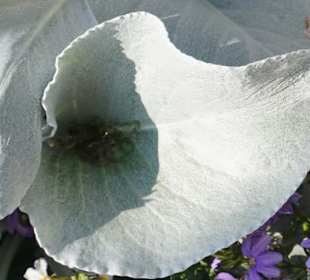 Blumen am Wegesrand in Helsinki
