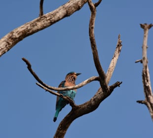 Uda Walawe National Park