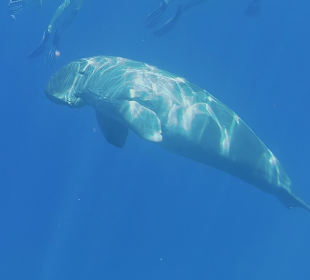 Schnorcheln Marsa Alam