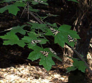 Tall der Schmeterlinge