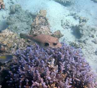 Schnorcheln Soma Bay