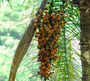 Pflanzen im Iguazu Nationalpark Argentinien